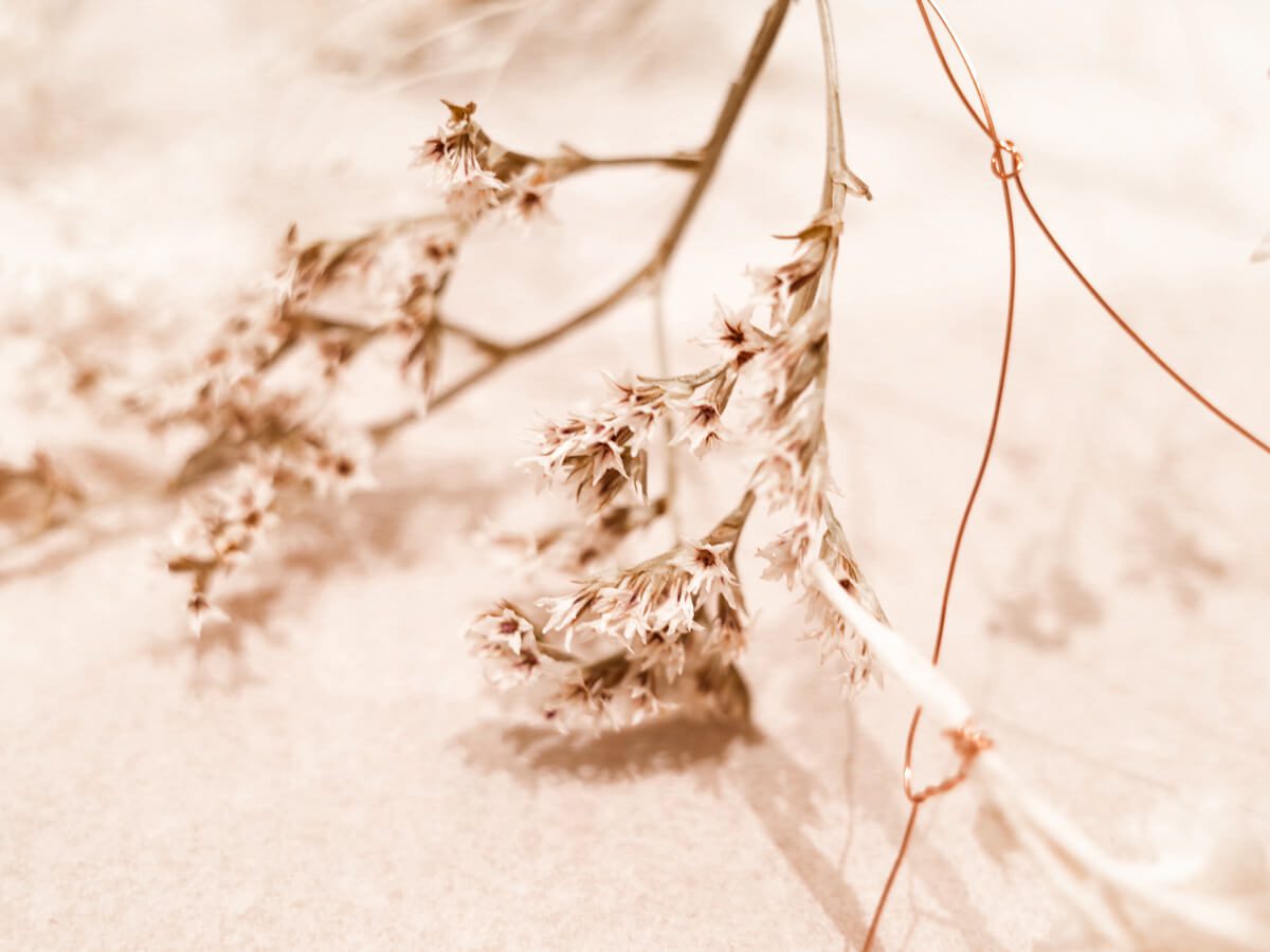 Sake No Hana brings cherry blossom season to Europe