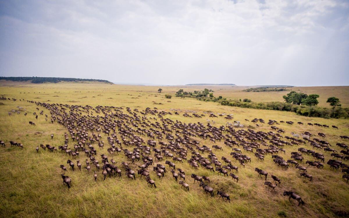 The great migration of wildebeest through Tanzania and kenya is one of the nature's most extraodinary wonders
