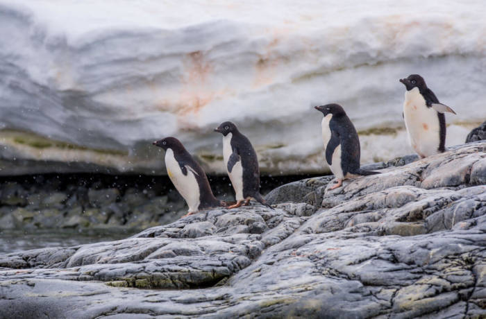Penguins in Antartica against backdrop of ice glacier