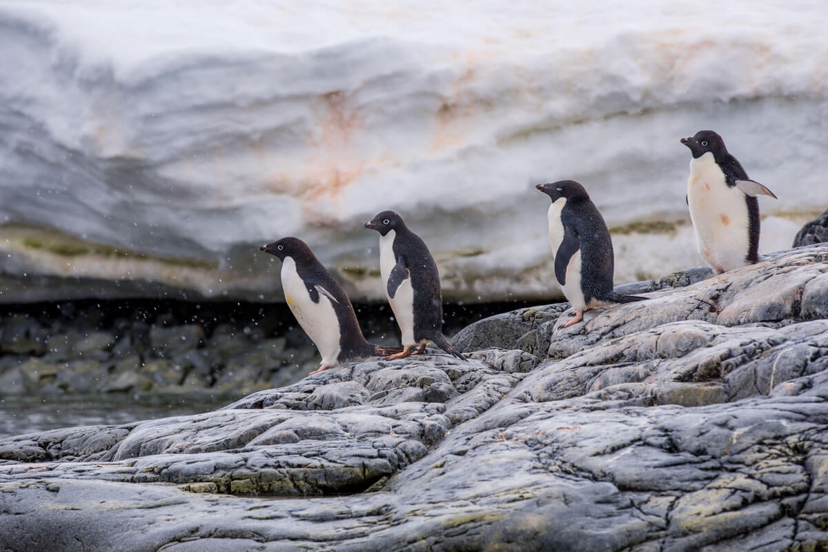 Wonder of nature: Penguins marching through Antarctica