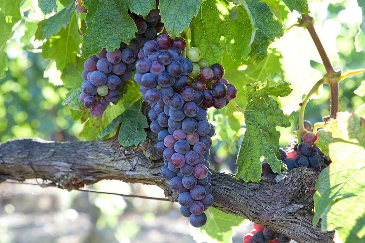 purple grapes hanging on the vine in the Masseto vineyard in Tuscany
