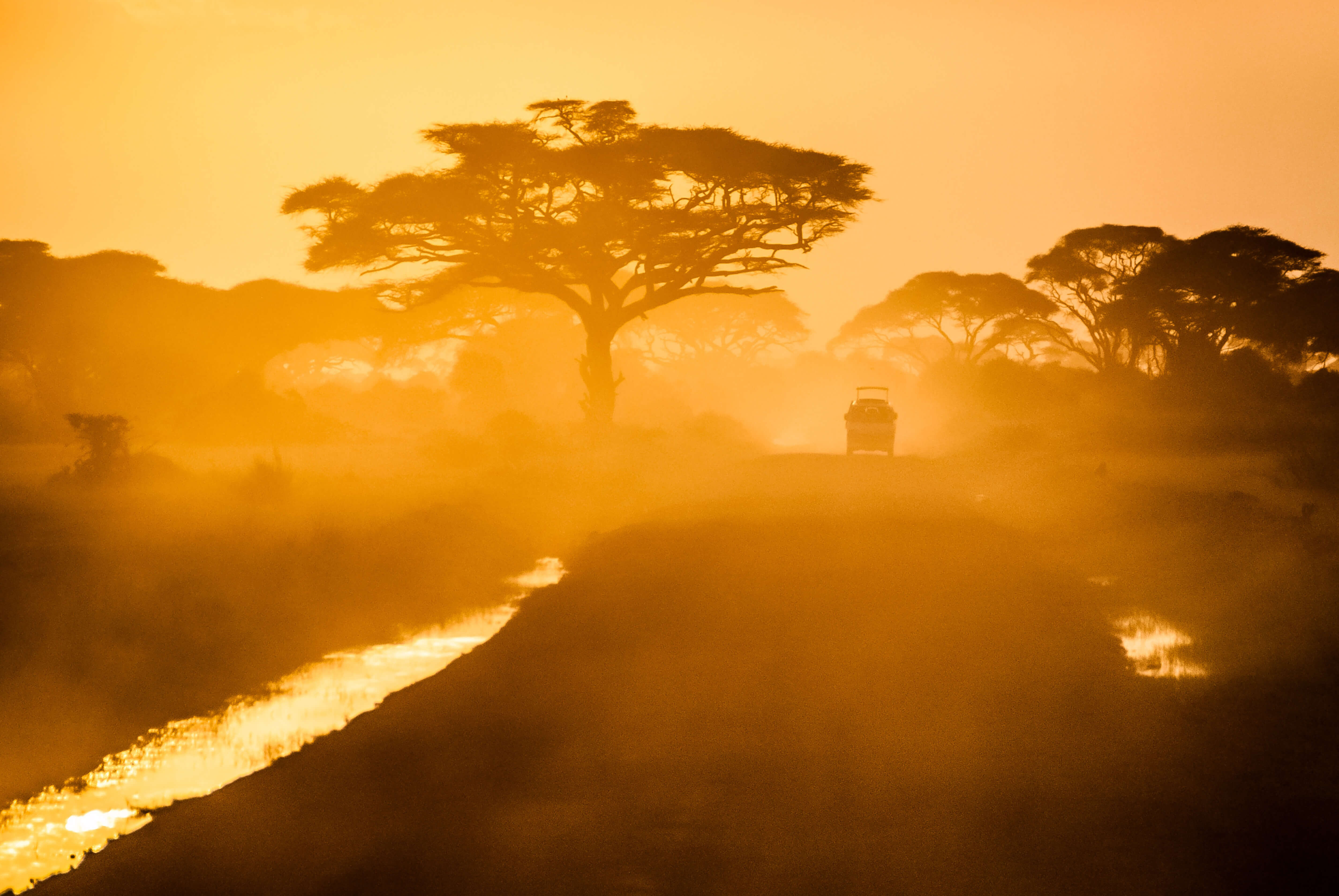 African safari in the golden light of dusk