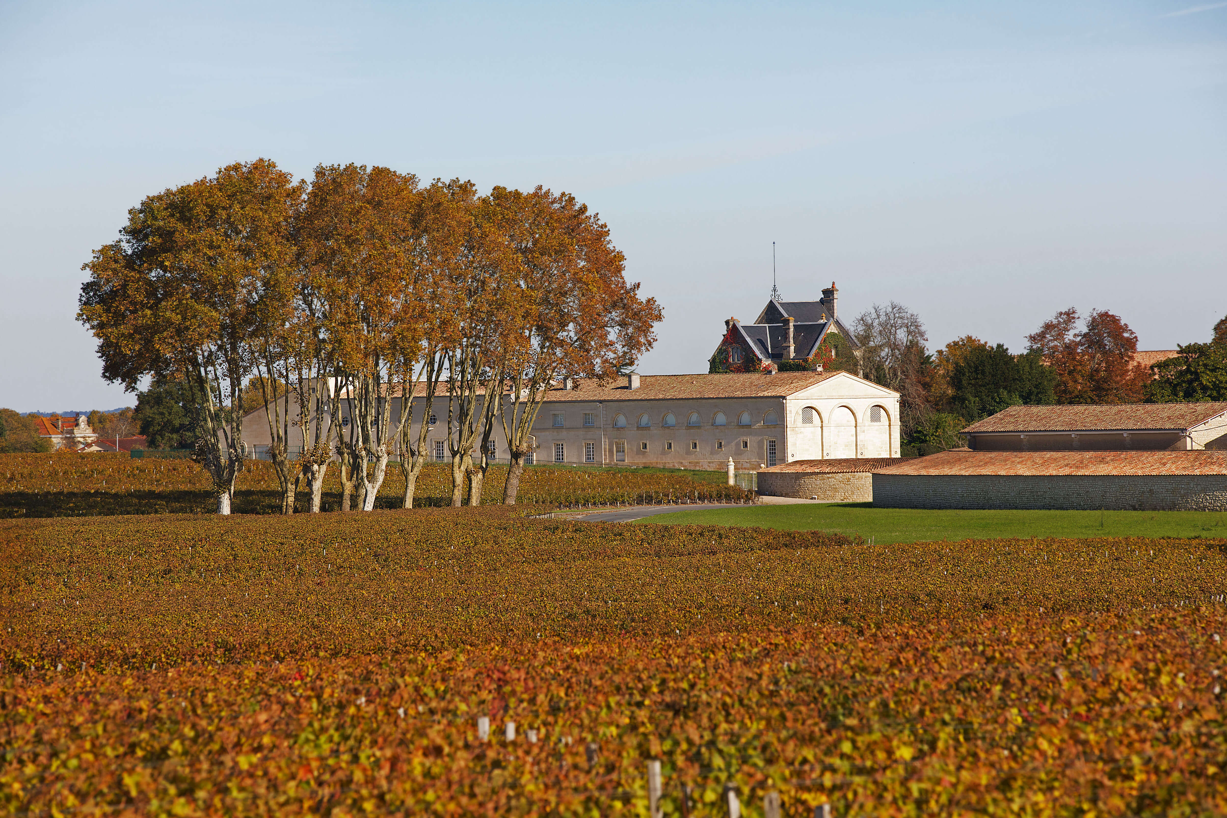Château Mouton Rothschild vineyard in autumn with golden leaves