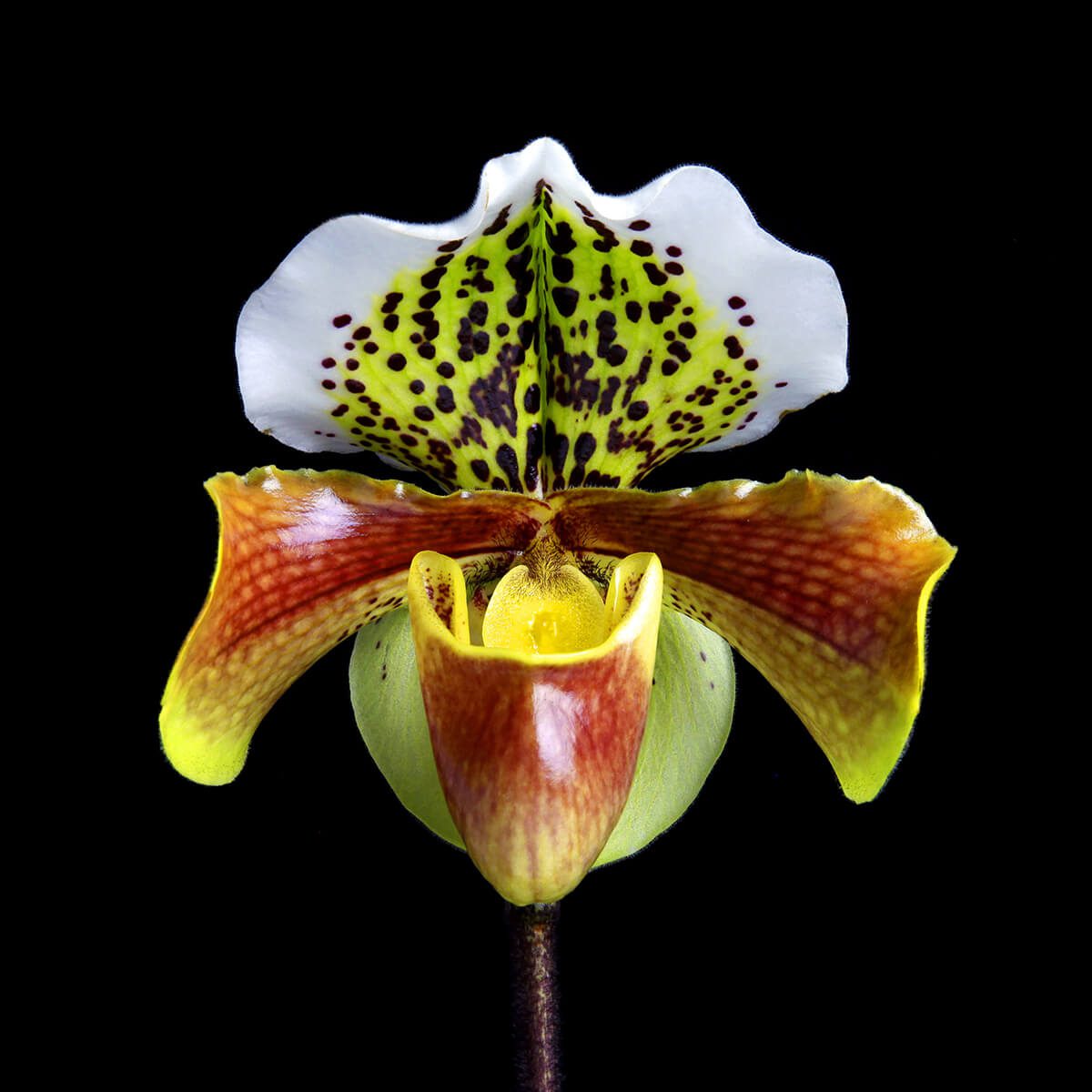 3D image of an orchid by Rob Munday