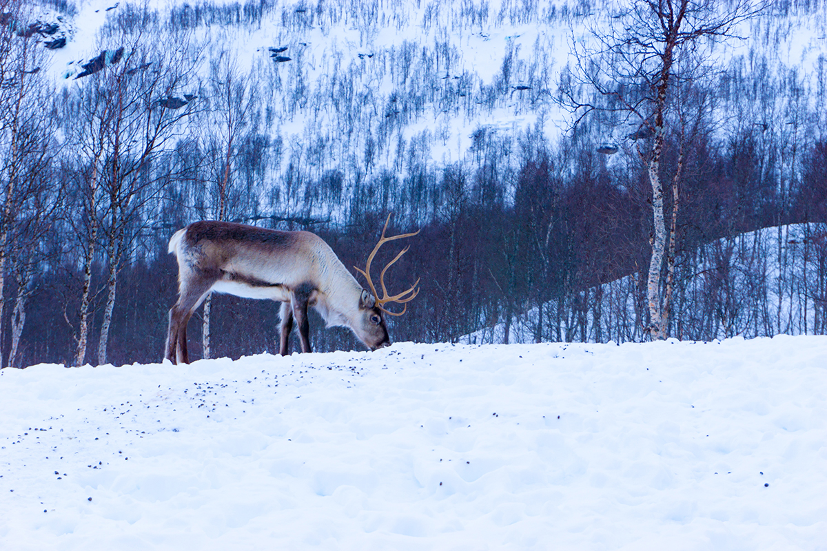 Adventure luxury travel in Norway with the Reindeer Sami nomads