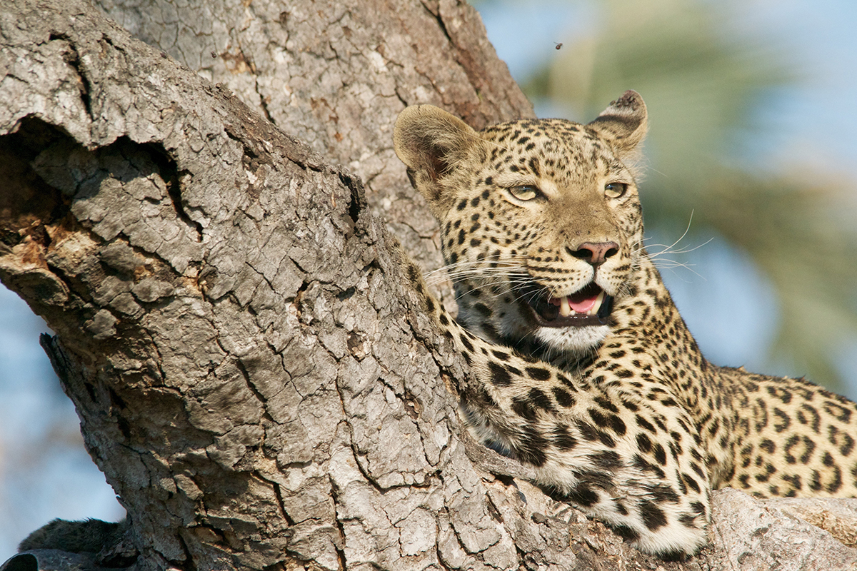 Leopard lying on tree trunk with mouth slightly open
