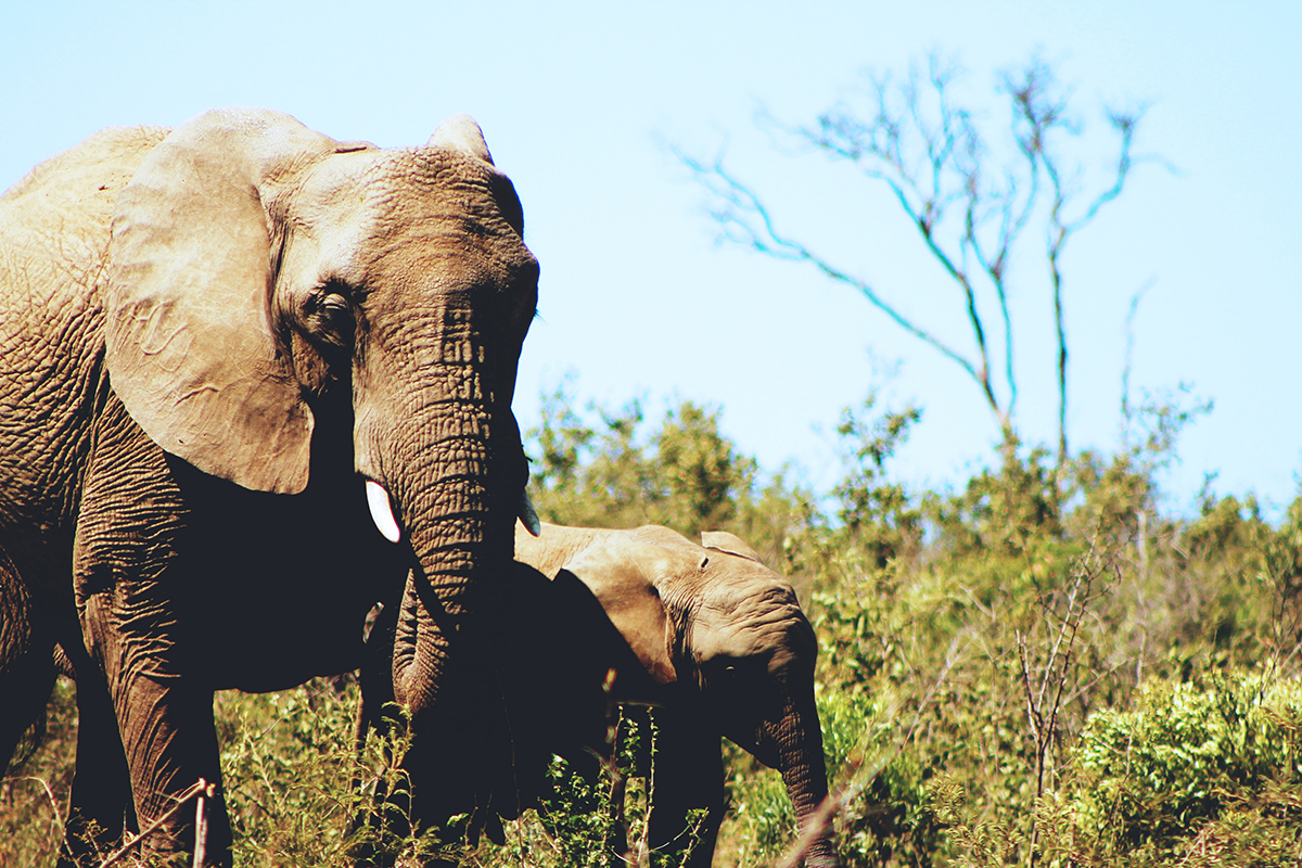 Female elephant with her calf in the African bush
