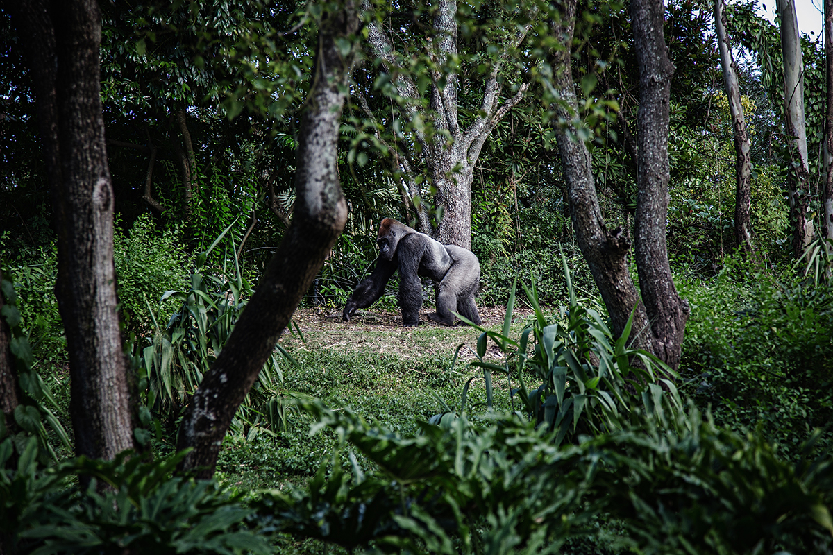 Gorilla walking through the jungle