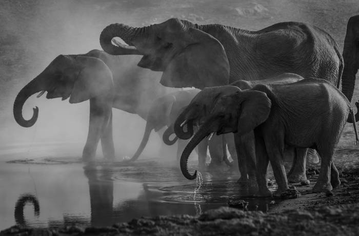 black and white image of a herd of elephants drinking from a watering hole