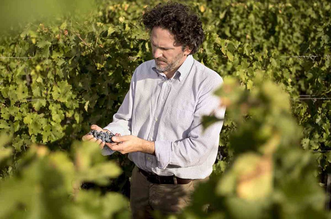 Man picking purple grapes on a vineyard