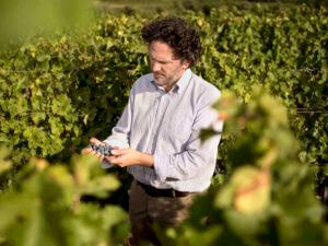 Man picking purple grapes on a vineyard