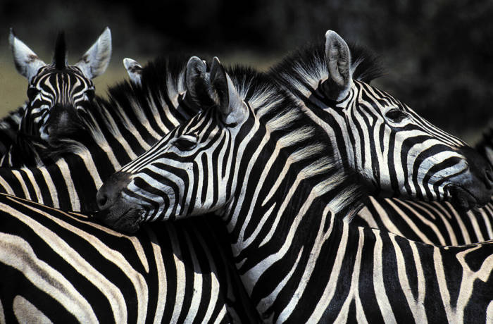 Herd of Zebra with heads leaning on each other's necks