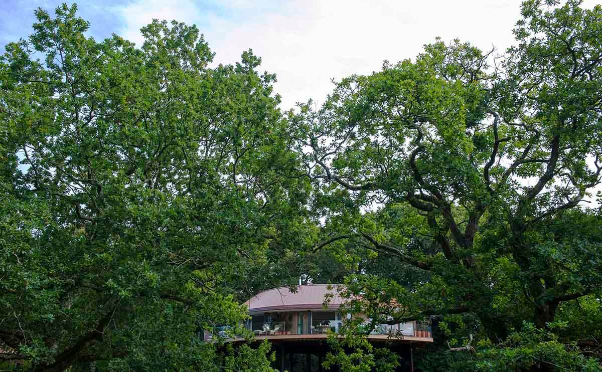 luxury treehouse hidden amongst the treetops at Chewton Glen Hotel