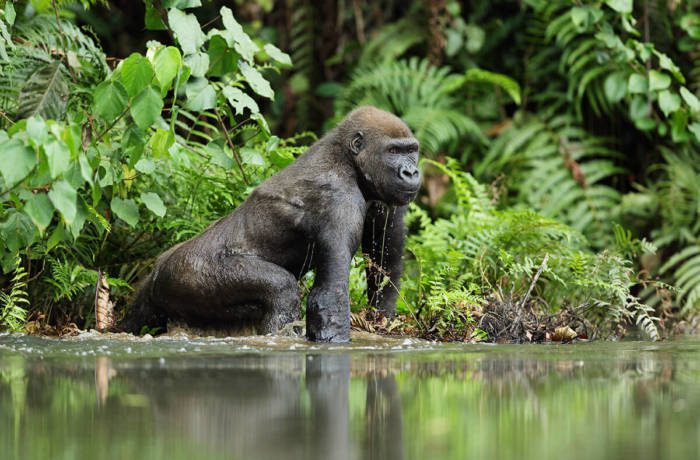 large gorilla sits at edge of river looking into the distance surrounded by lush jungle