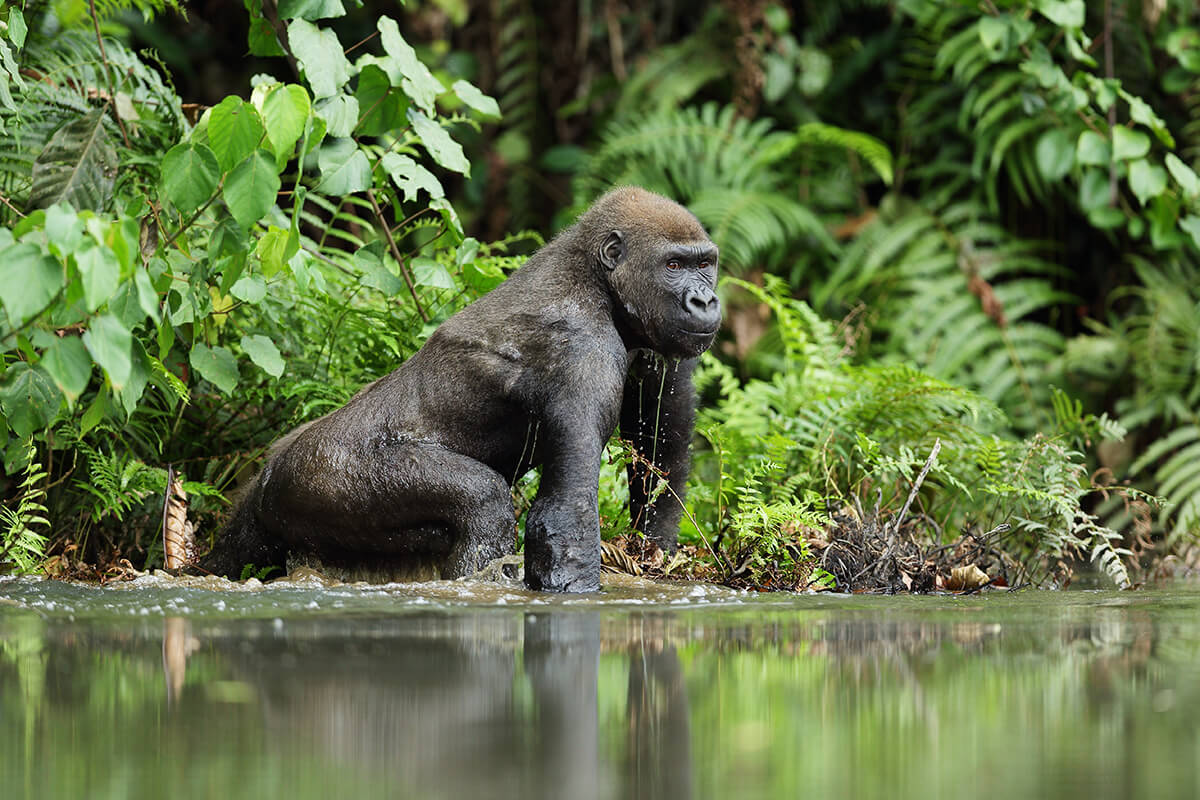 large gorilla sits at edge of river looking into the distance surrounded by lush jungle