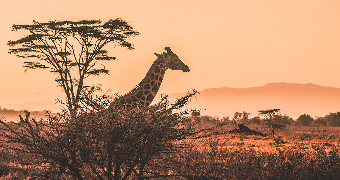 Giraffe stands by tree in Africa against an orange sunset