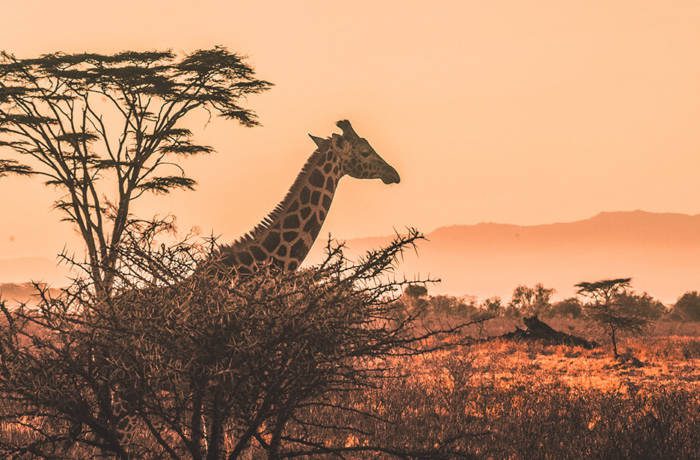 Giraffe stands by tree in Africa against an orange sunset