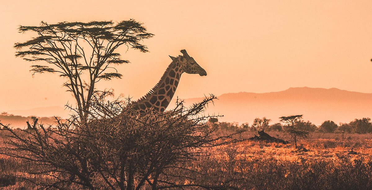 Geoffrey Kent: From Kenya to the rest of the world