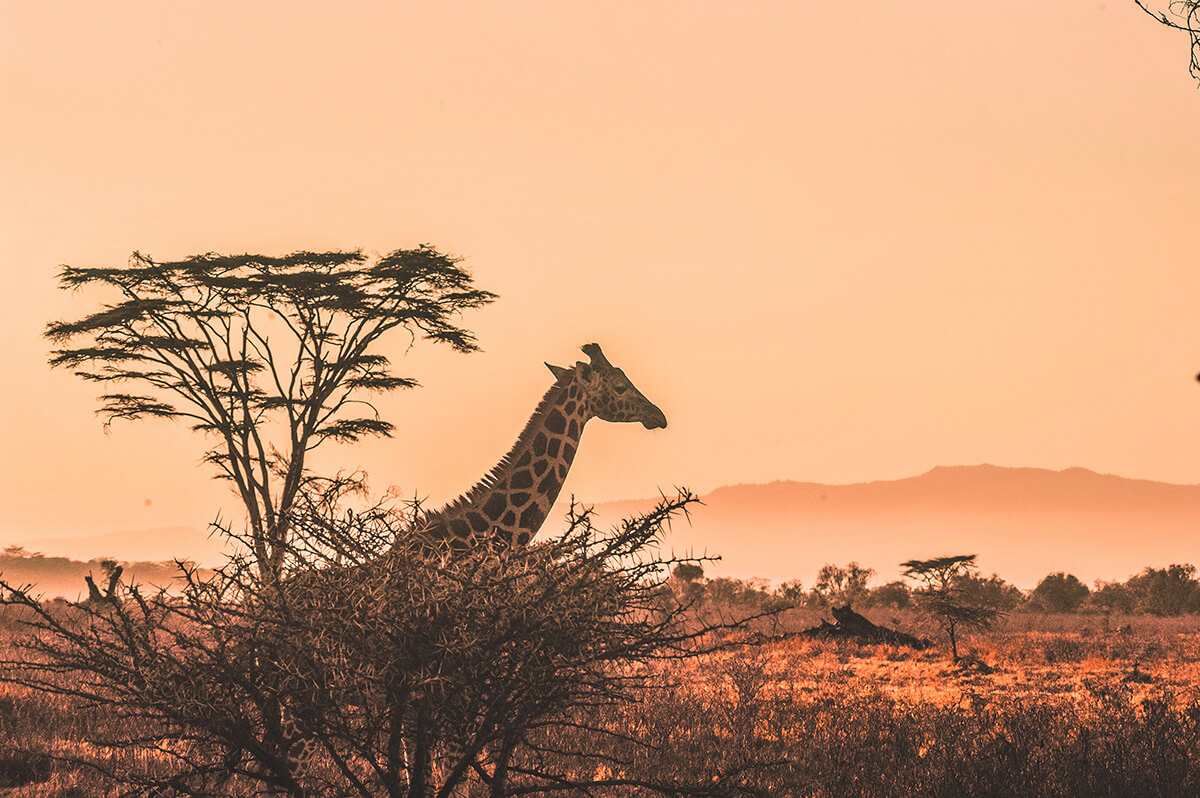 Giraffe stands by tree in Africa against an orange sunset