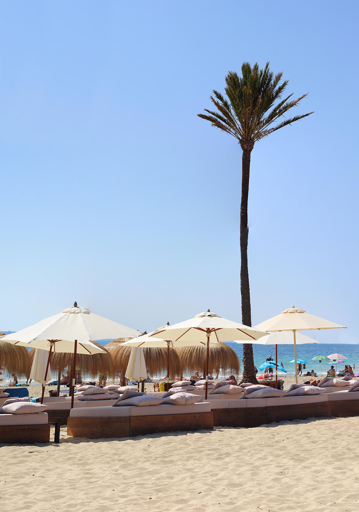 Luxury beach club with plush sunbeds and a tall palm tree set against a blue sky