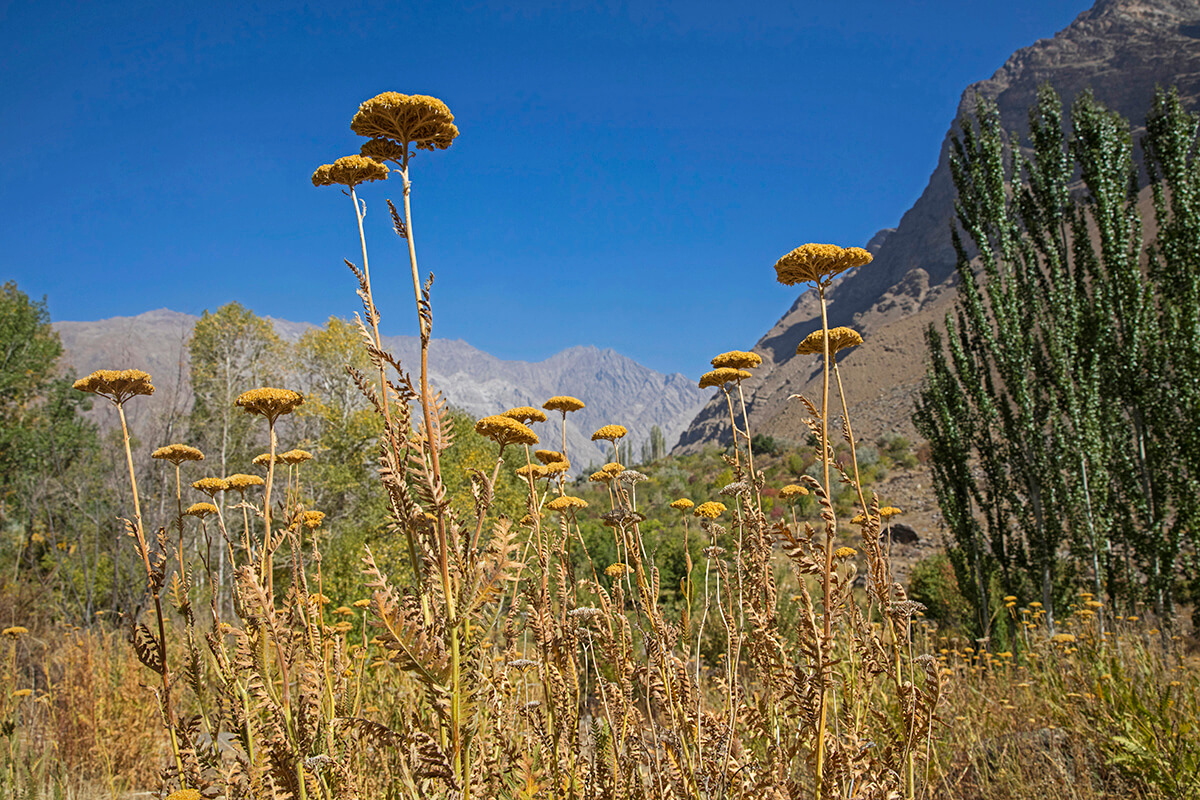 Detail photograph of tall wild flowers with mountain landscape in background