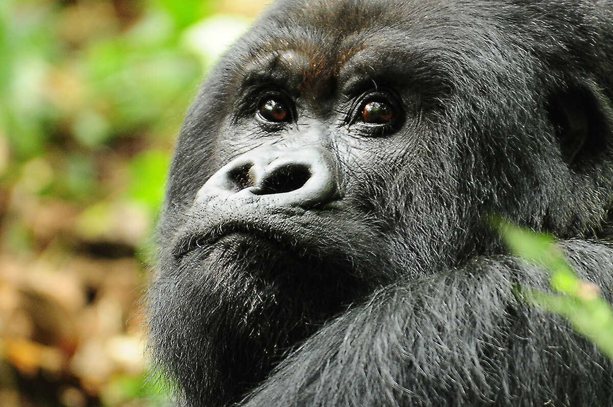 Close up photograph of a black gorilla's face in the wild