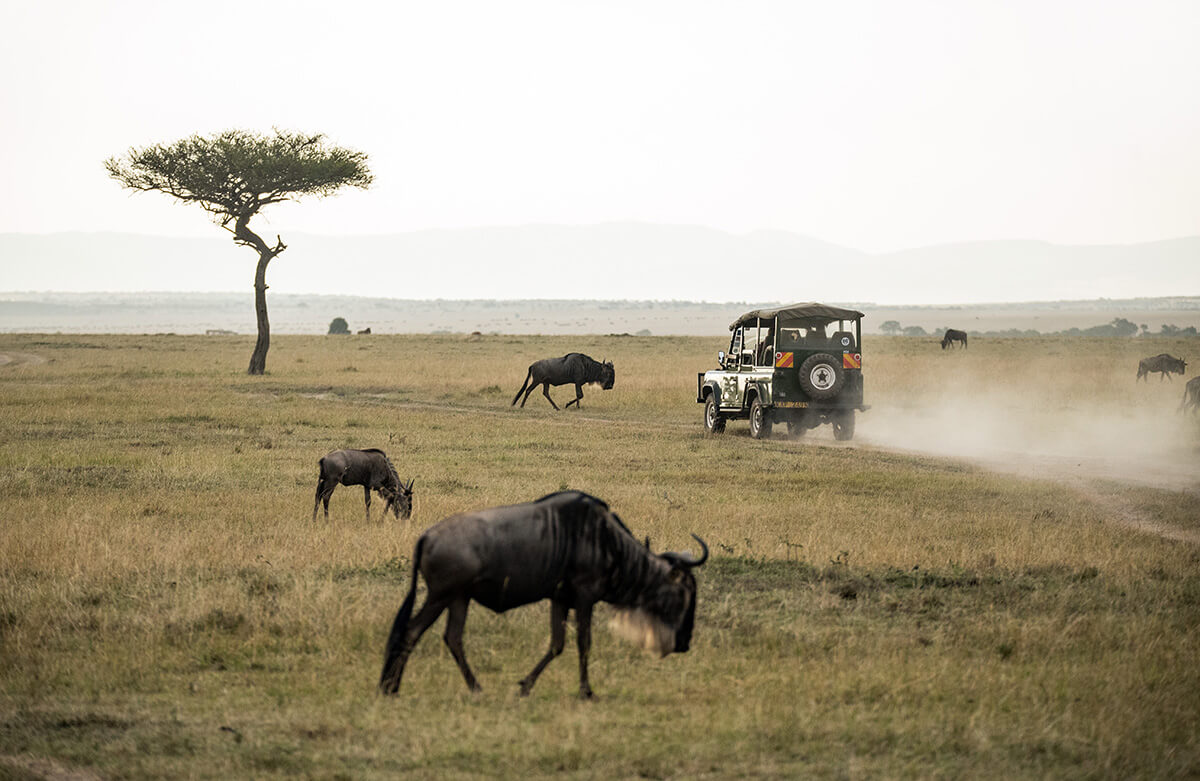 Wildebeests grazing in the wild whilst a safari vehicle drives past