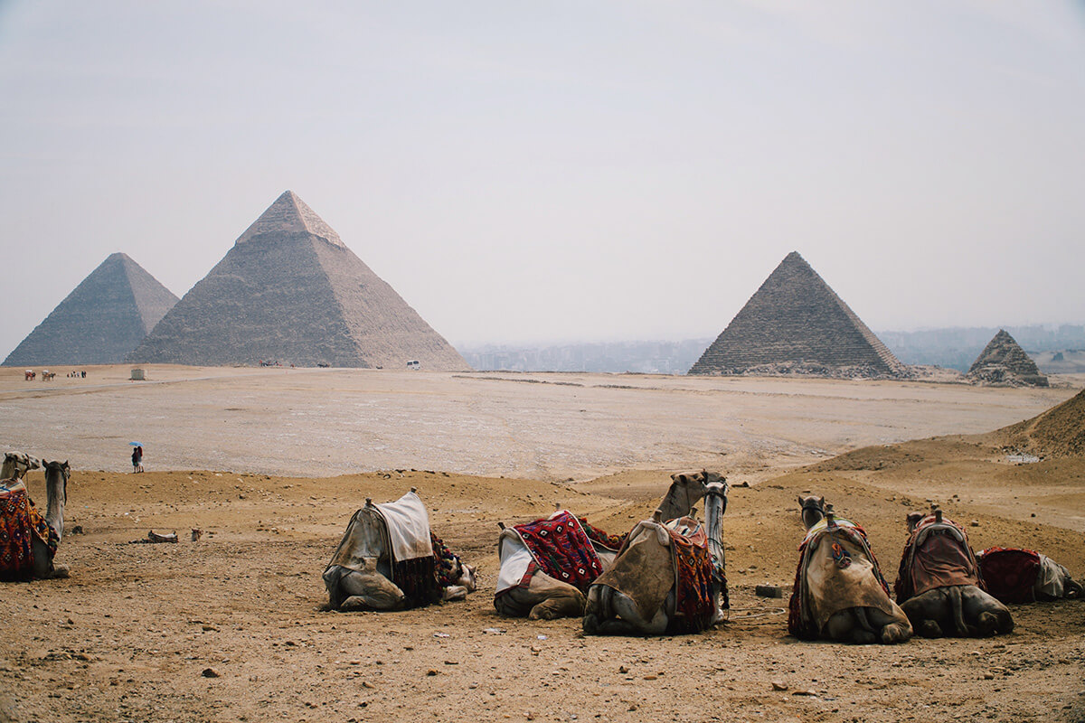 Saddled camels lying down with the pyramids in the background
