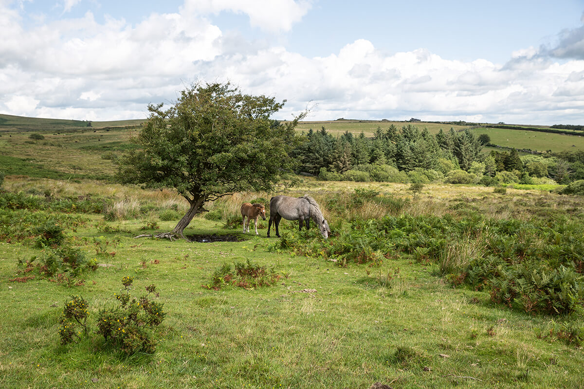 Dartmoor mare and foal pictured grazing in the wild