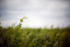 Bordeaux vineyard close up shot of green vines