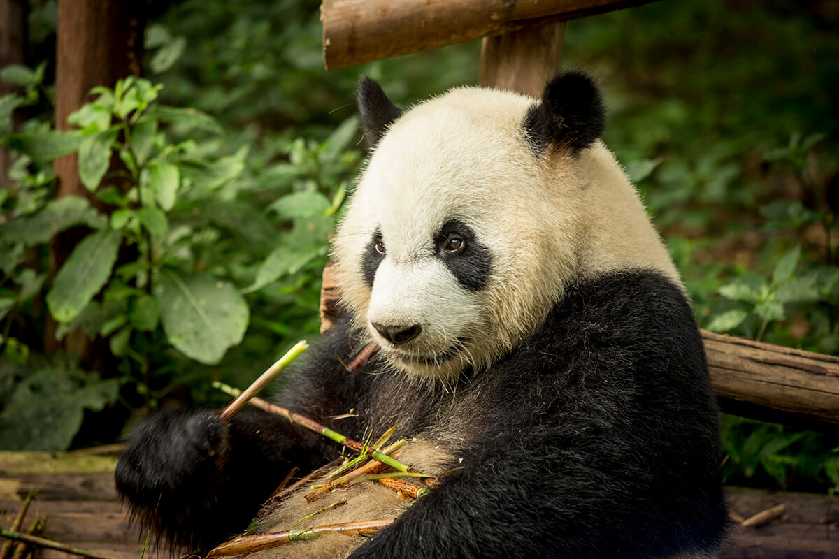 panda sitting in the wild eating bamboo