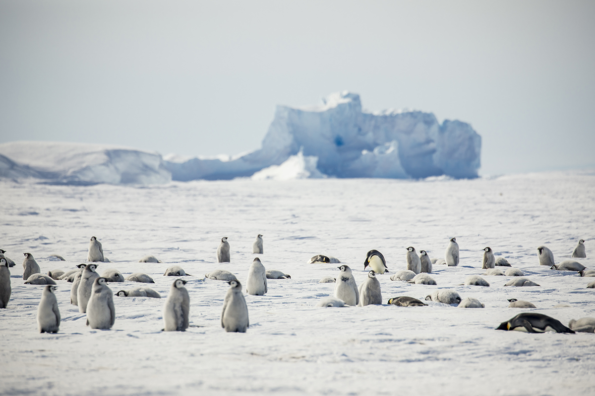 a colony of emperor penguin chicks in the south pole