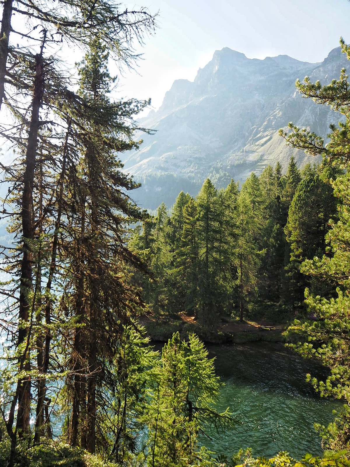 Idyllic forest scene with a river running through