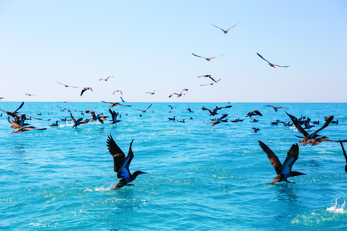 Birds landing onto turquoise coloured sea