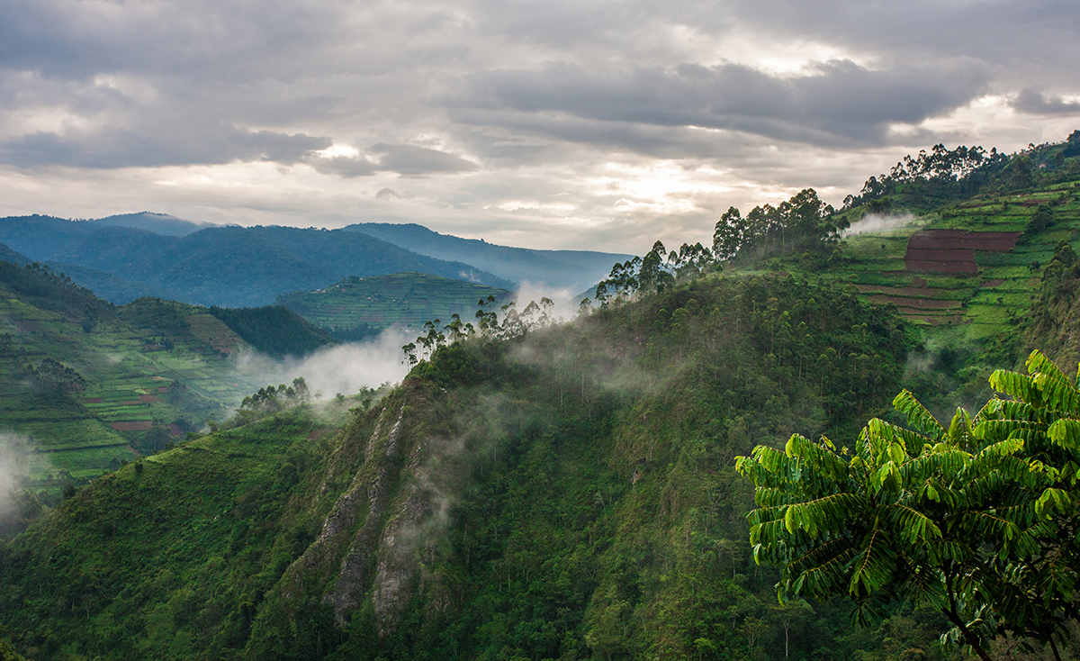 Mountainous forest landscape with low lying clouds