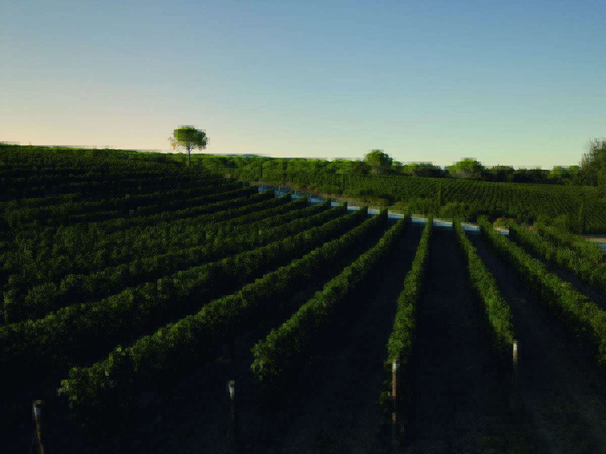 Ordered lines of wine vines in a sloping field