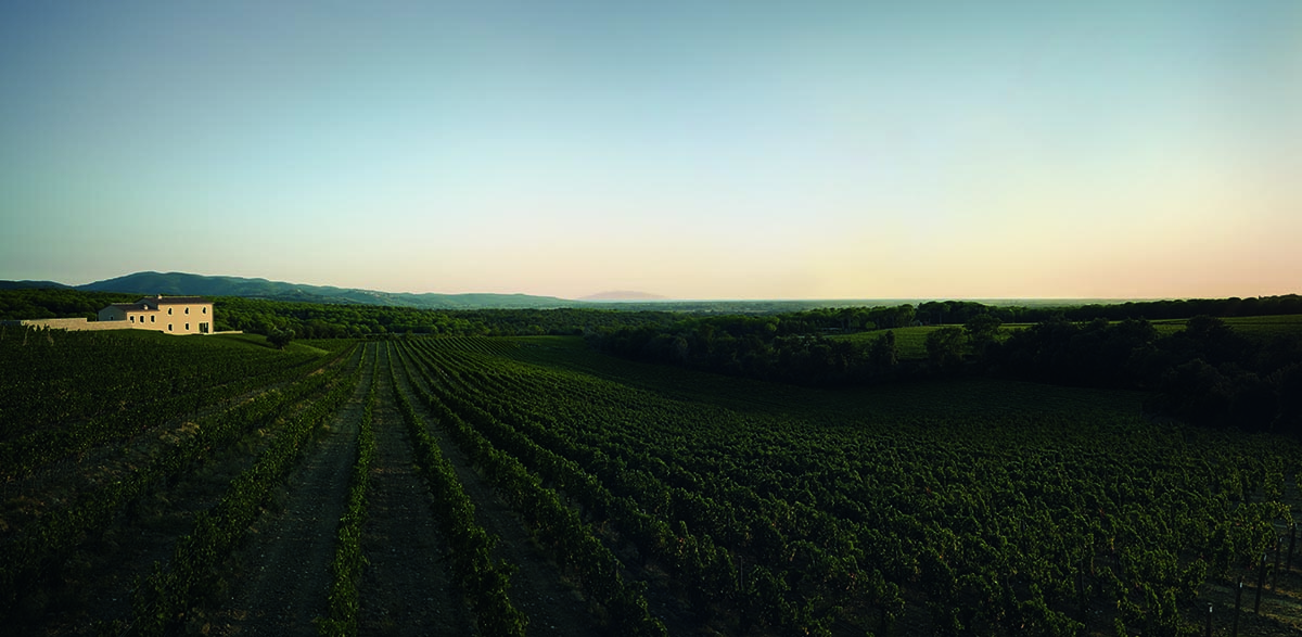 Sloping vineyards with a house in the far distance