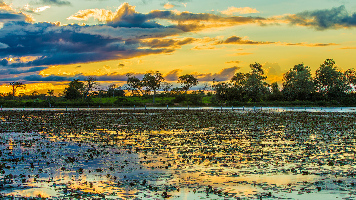 Panoramic shot of wetlands with sunset