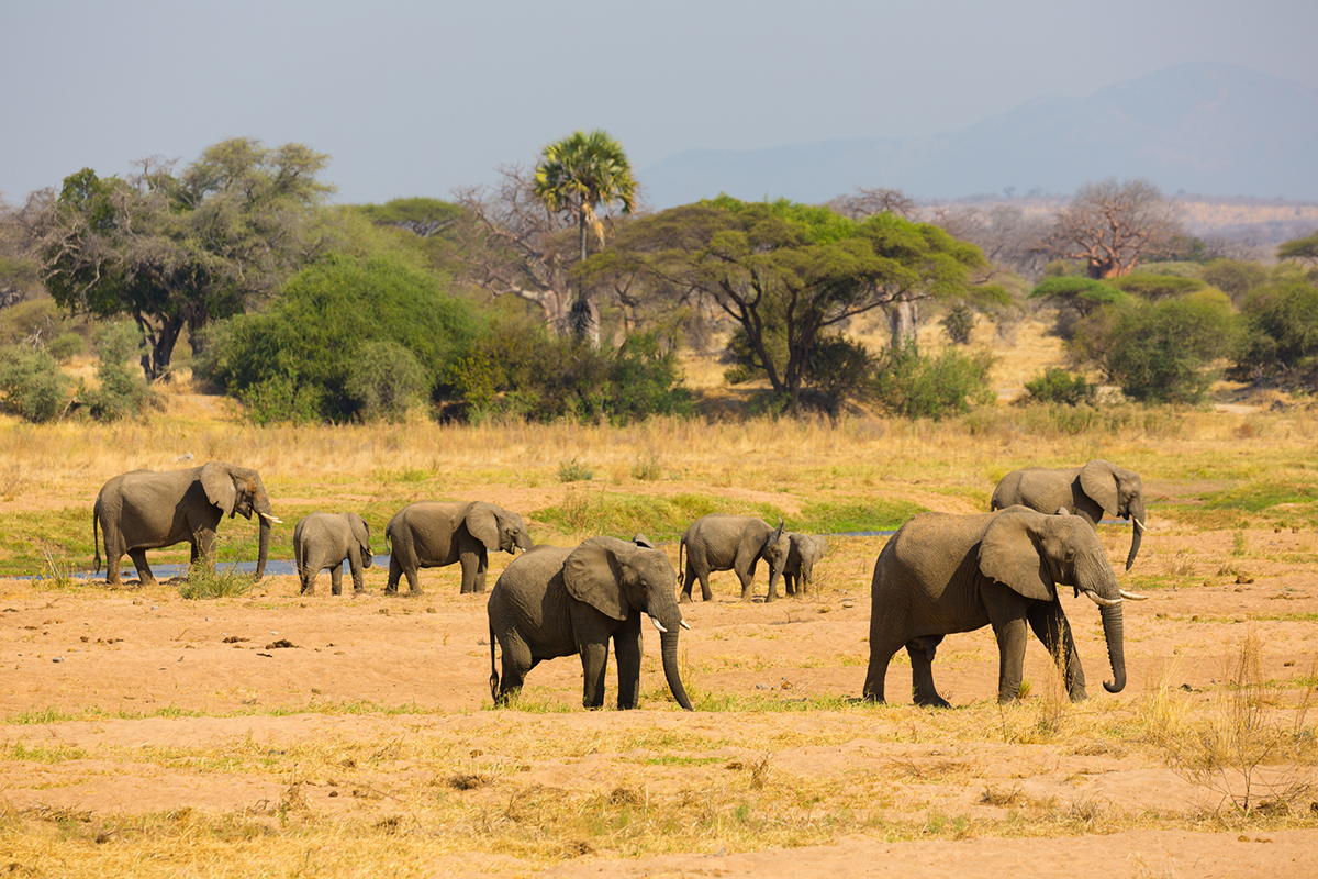 Herd of elephants travelling through the African bush