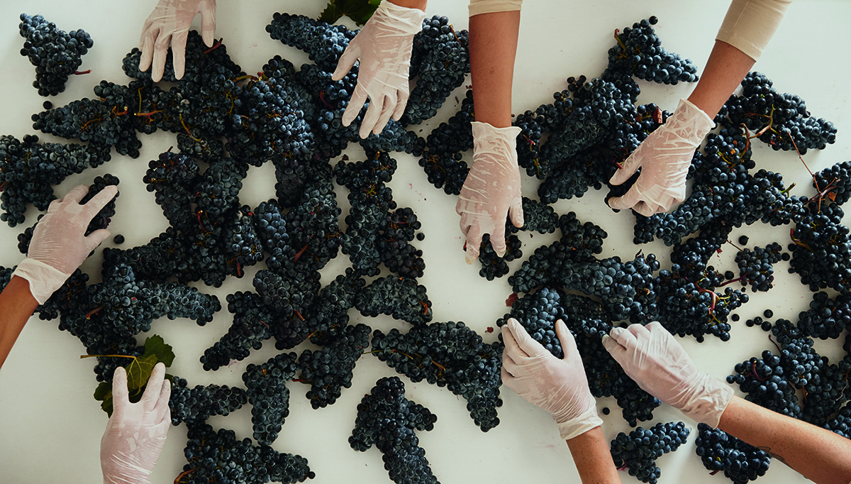 A table of red grapes being sorted by hands wearing white gloves