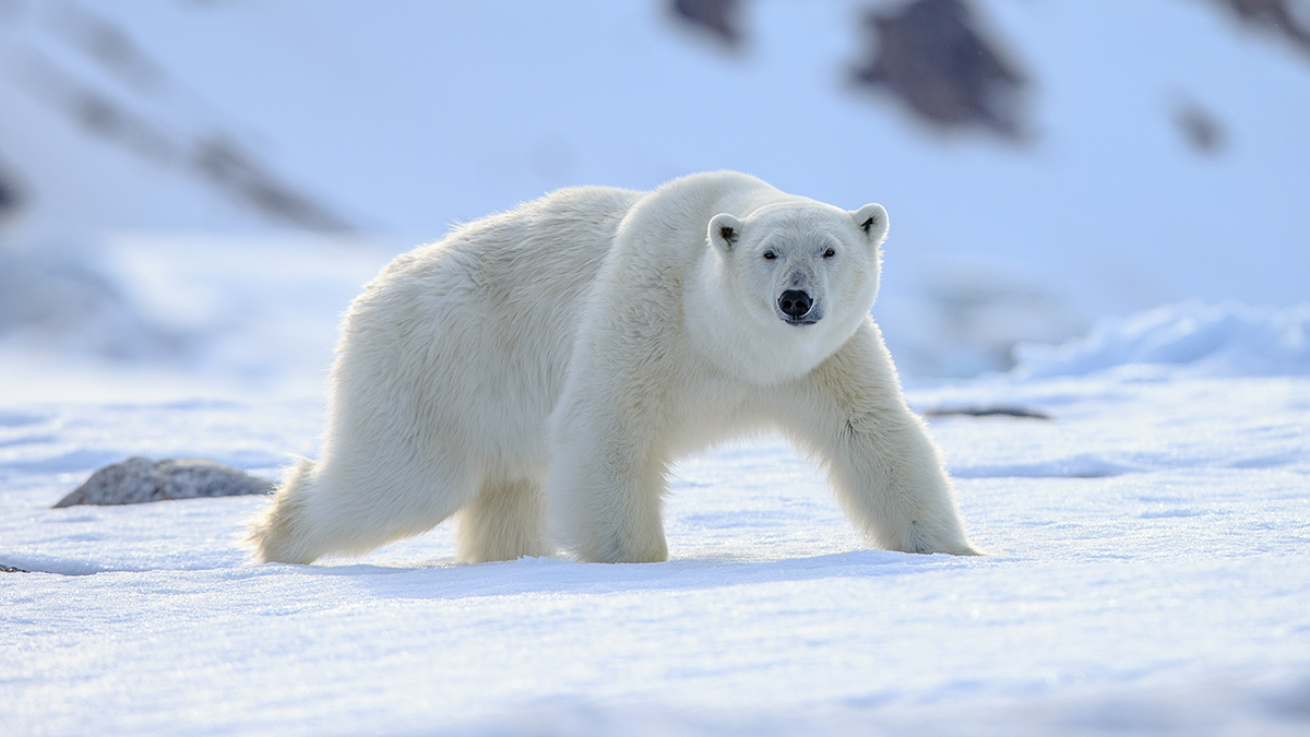 Polar bear walking across snowy ground