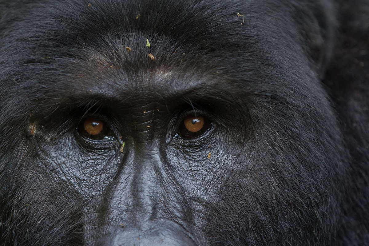 Close up photograph of a gorilla's face