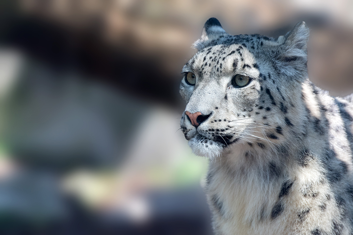 Close up image of a snow leopard