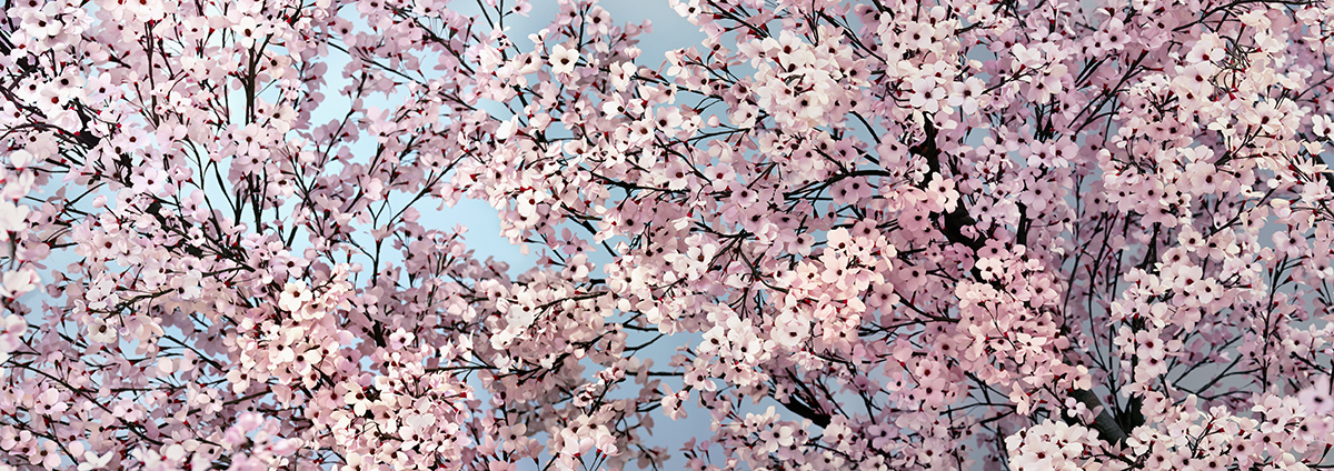 Close up photograph of pale pink blossom against a blue sky