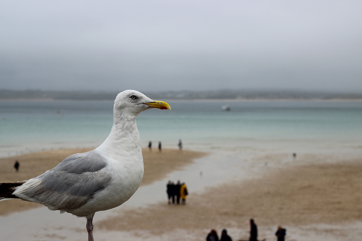 Seagull in front of beach