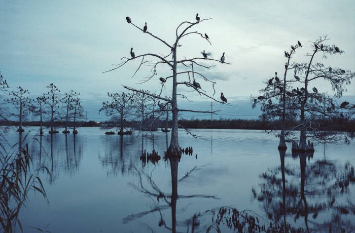 Photograph of a bare tree in water covered in birds