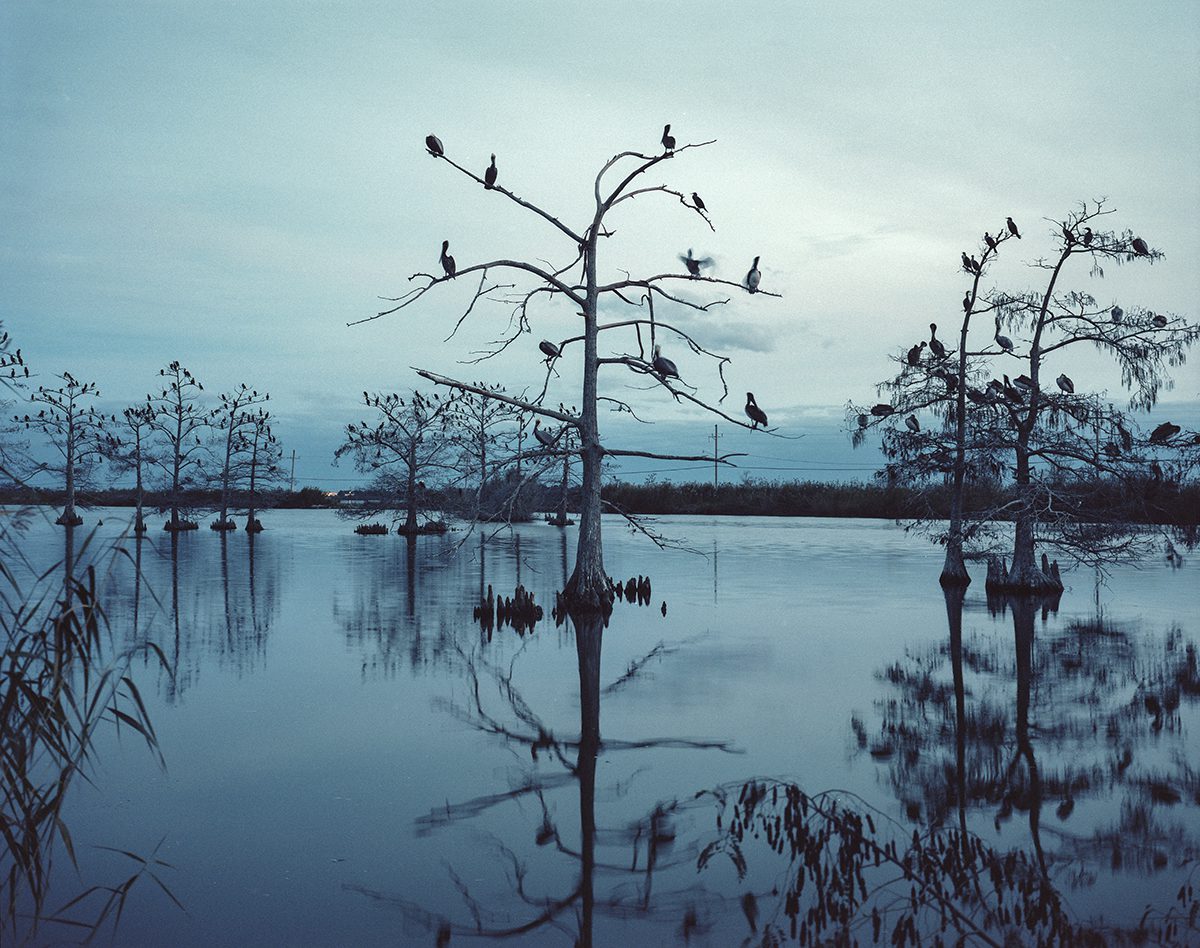 Photograph of a bare tree in water covered in birds