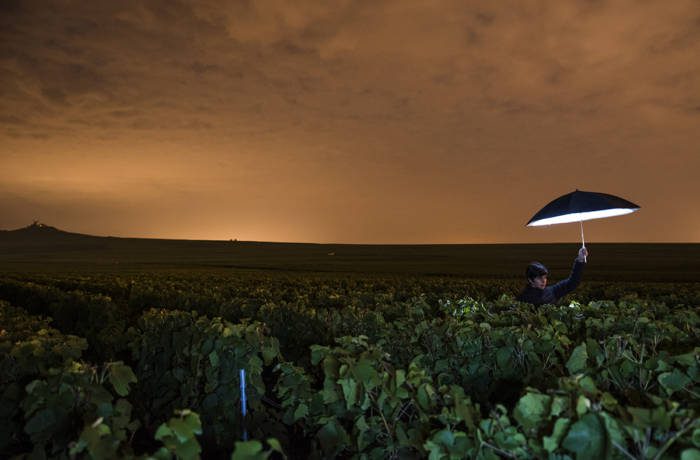 Vineyards pictured at night with orange sky