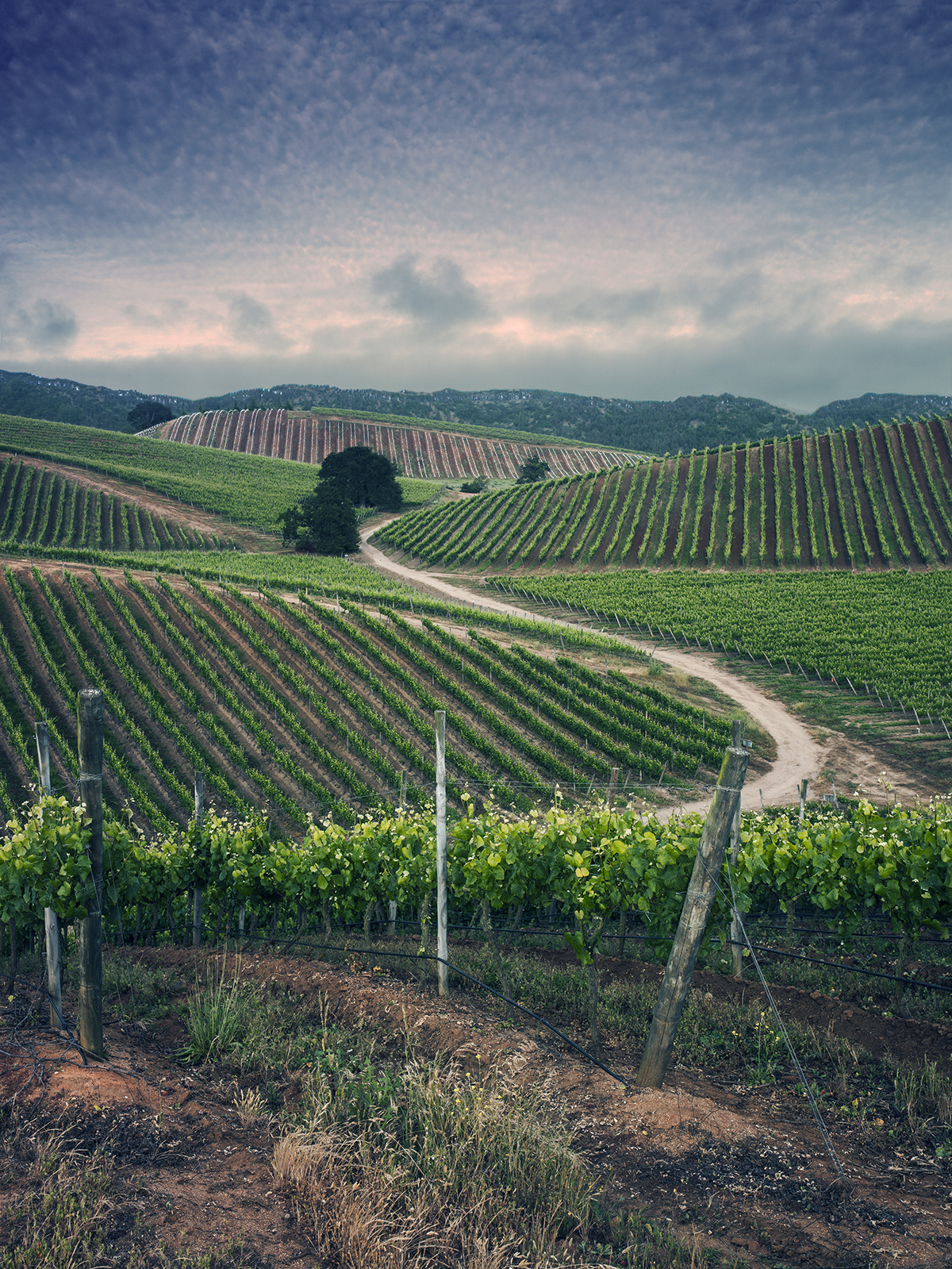 Rolling fields of vineyards