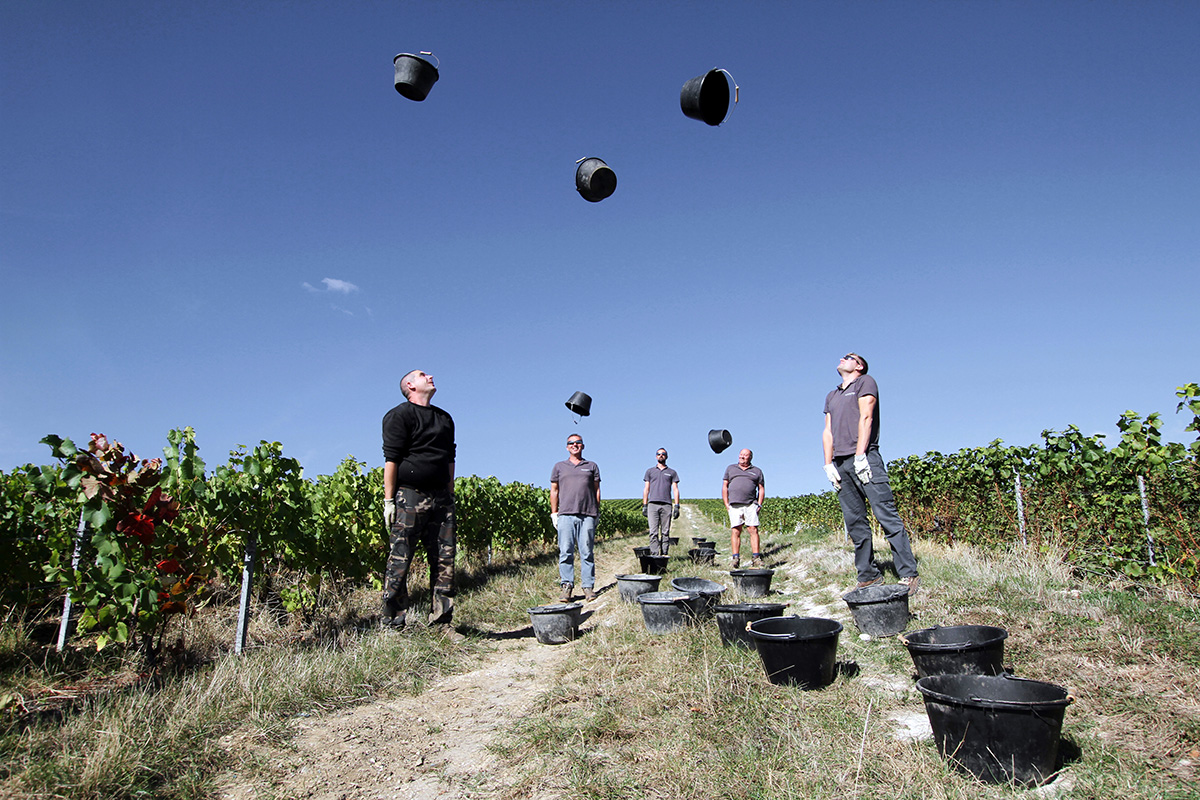 Men throwing buckets in vineyards